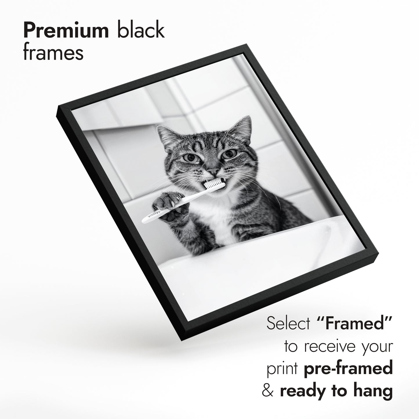 Badrum Katter Fotografi Trio