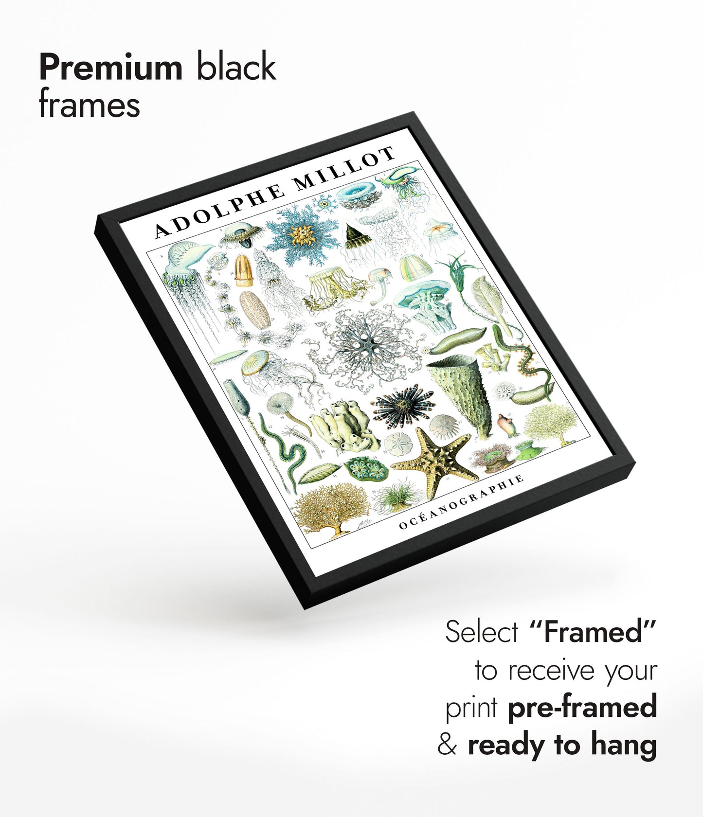 Adolphe Millot Vie Marine - Ensemble de 3