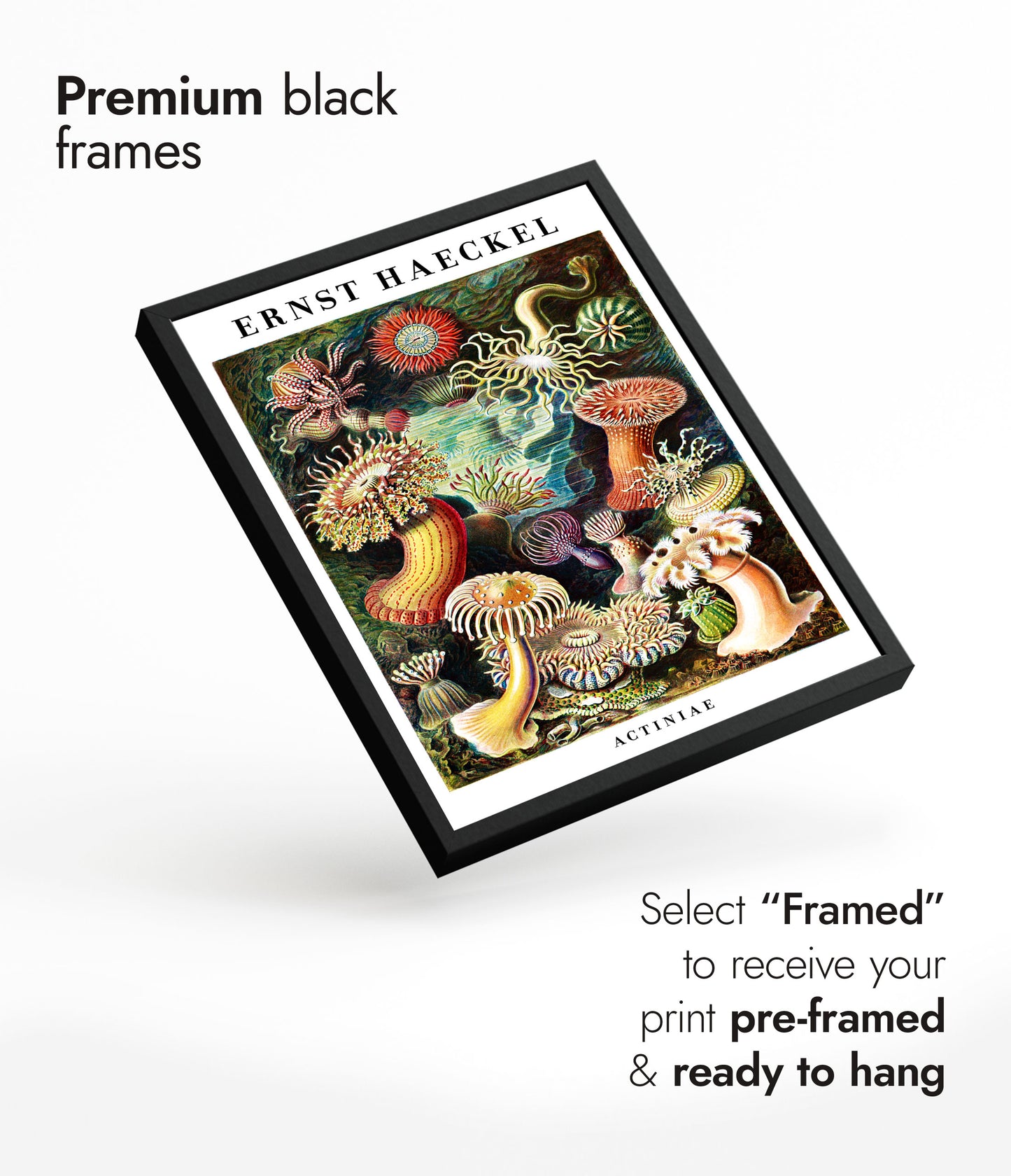 Ernst Haeckel - Set om 3