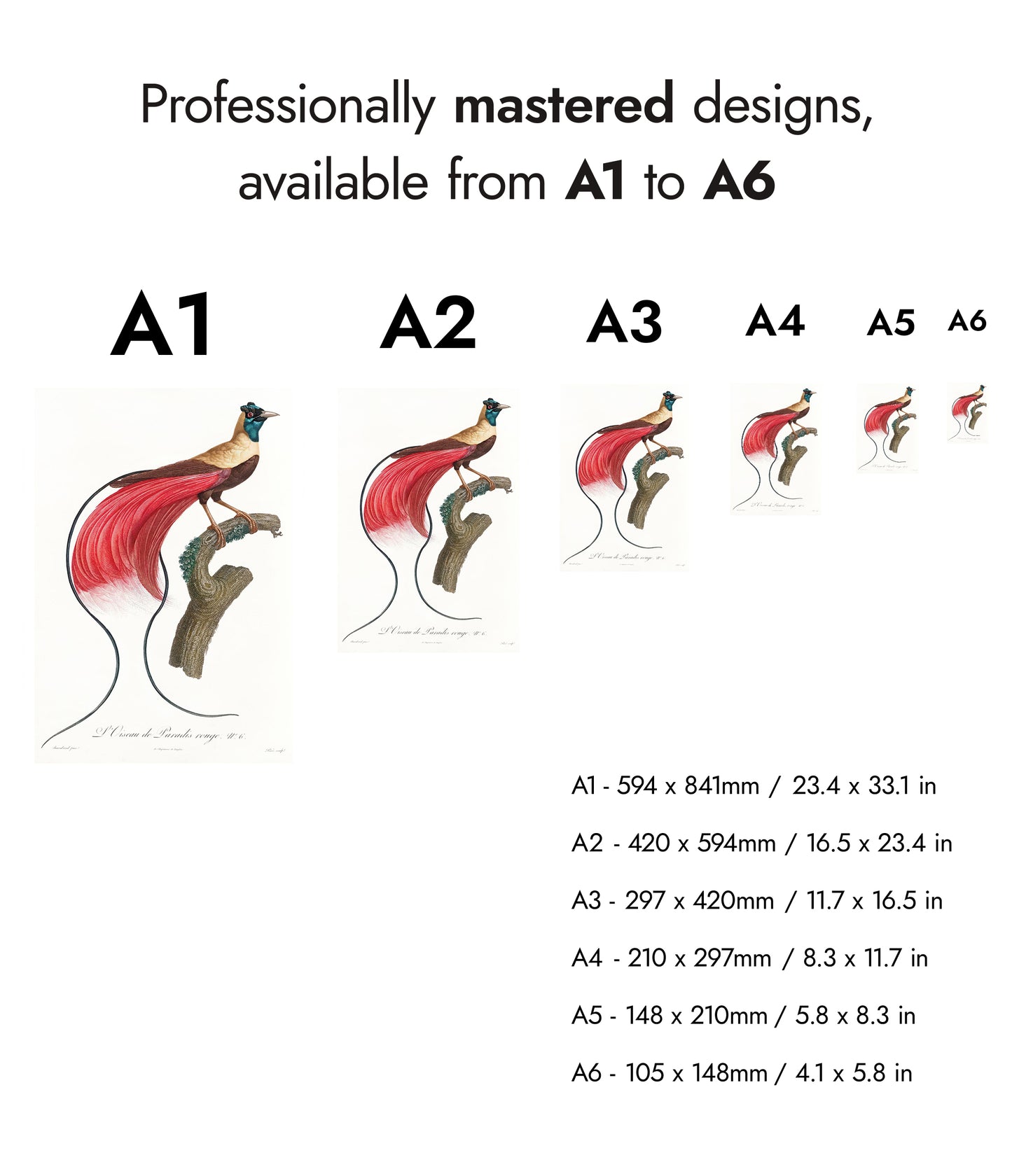 Red Bird of Paradise