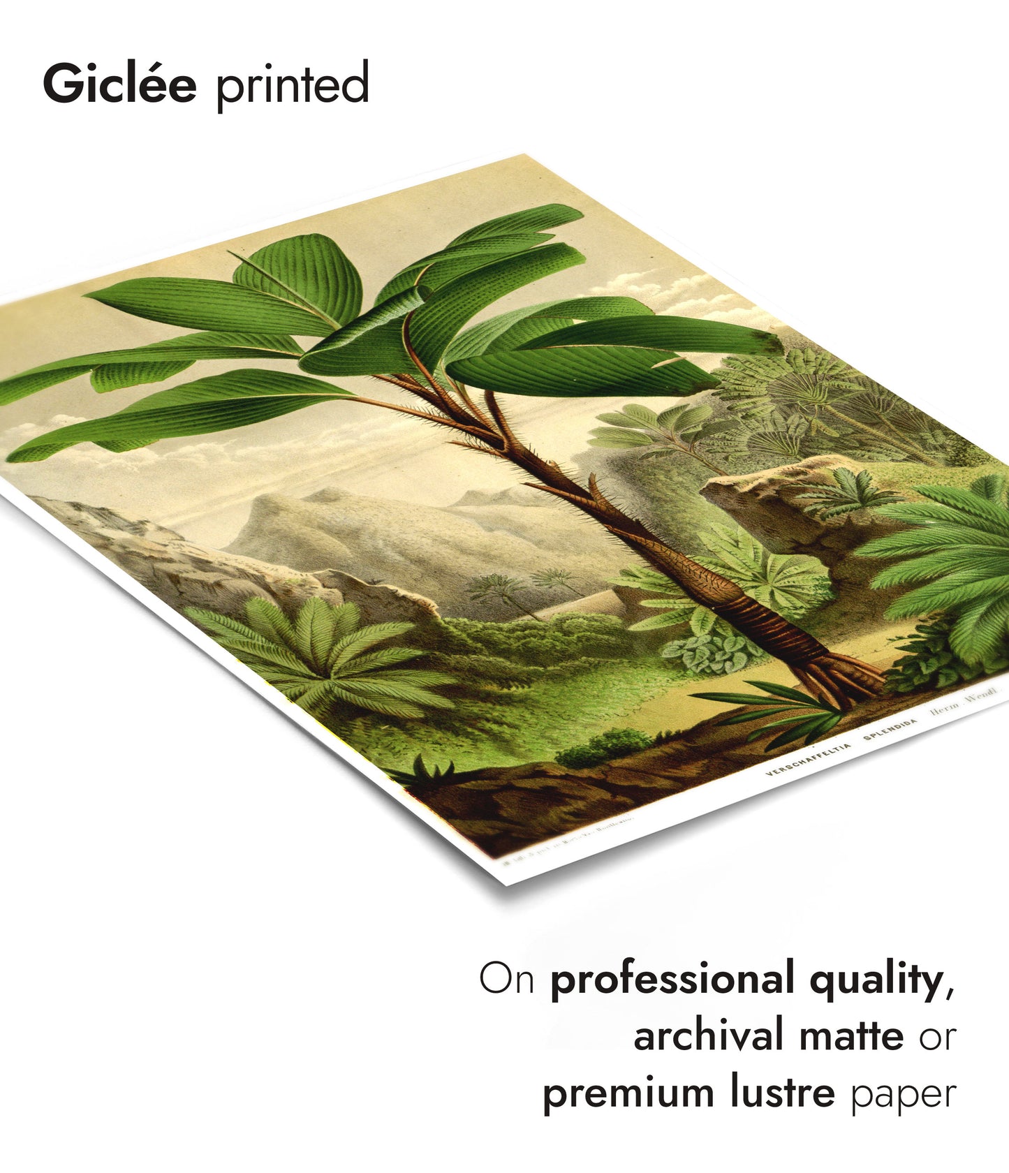 Botaniska träd - Set om 3