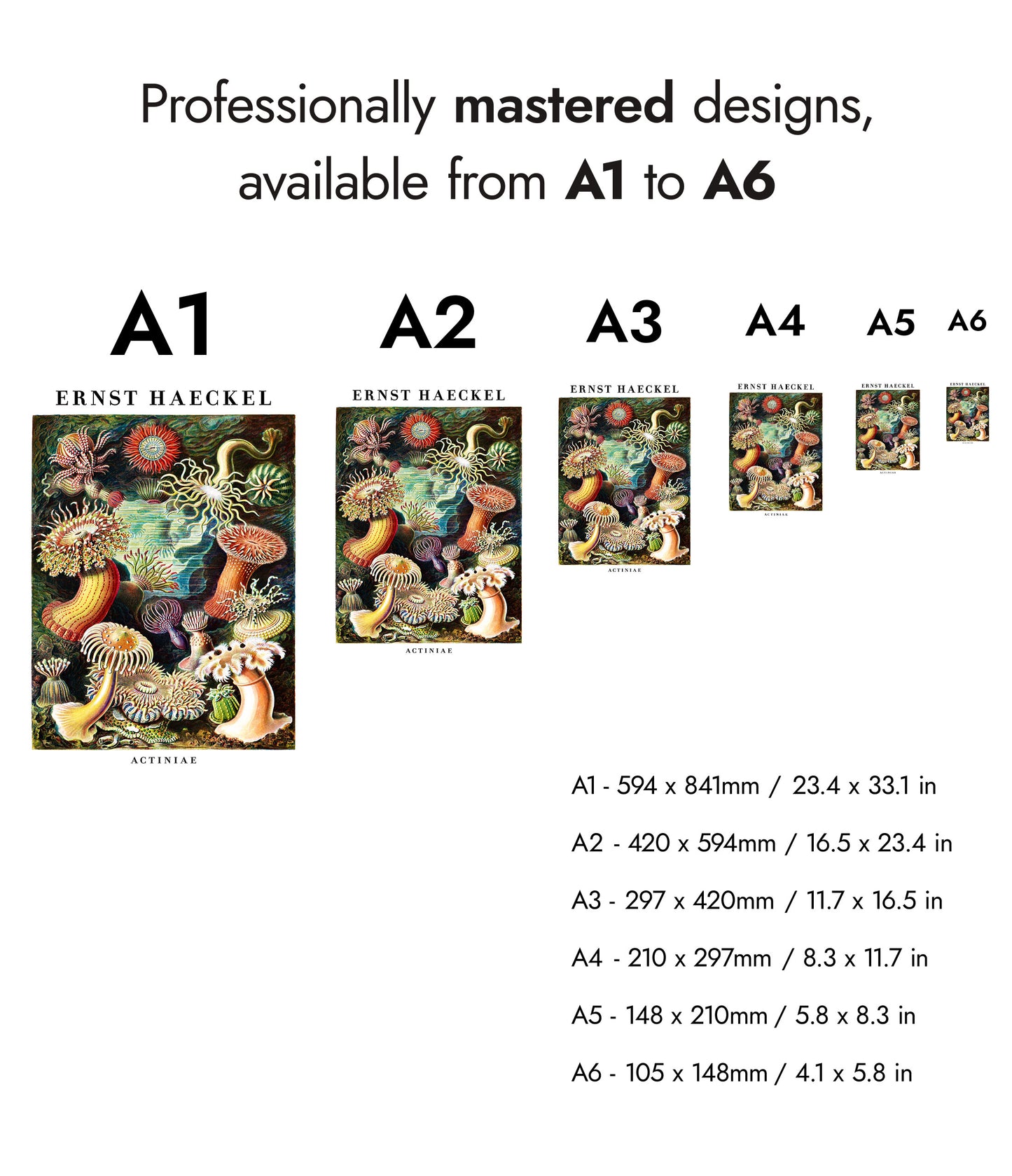 Ernst Haeckel - Set om 3