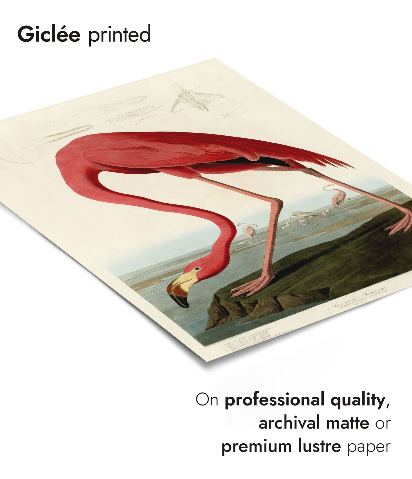 Birds of America - Set of 3