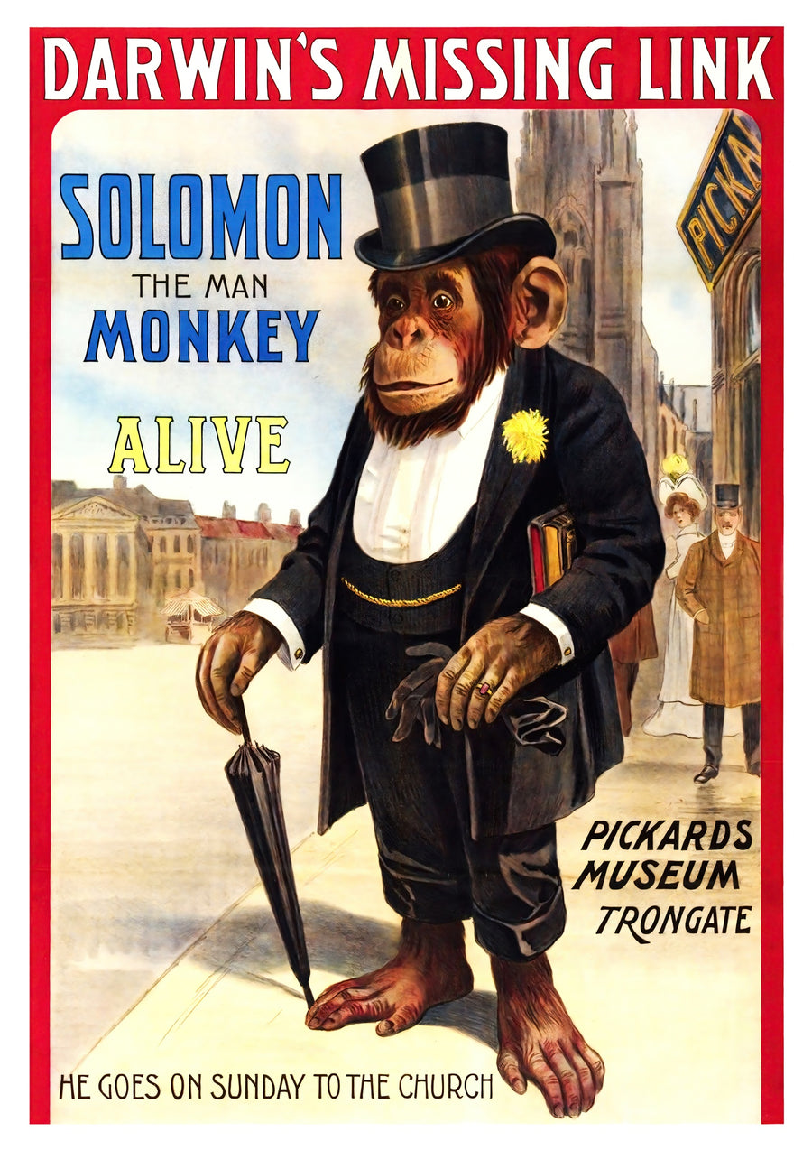 Salomon le singe - Print Only frame