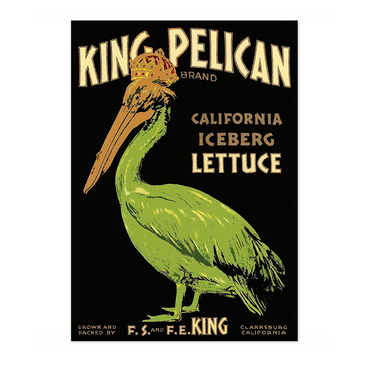 Laitue King Pélican