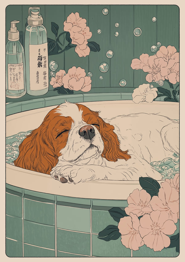 Kung Charles Spaniel badtid