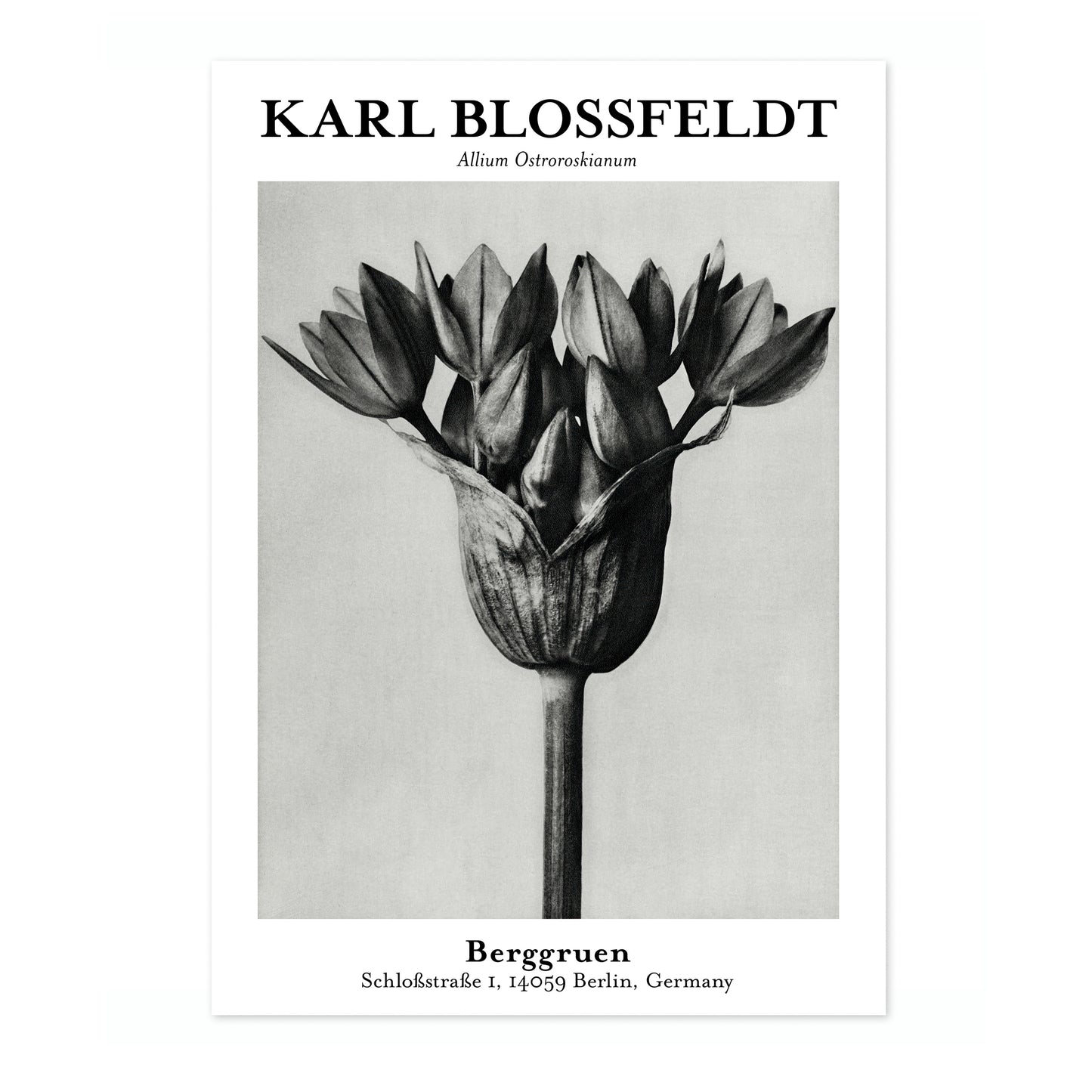 Allium Ostroroskianum