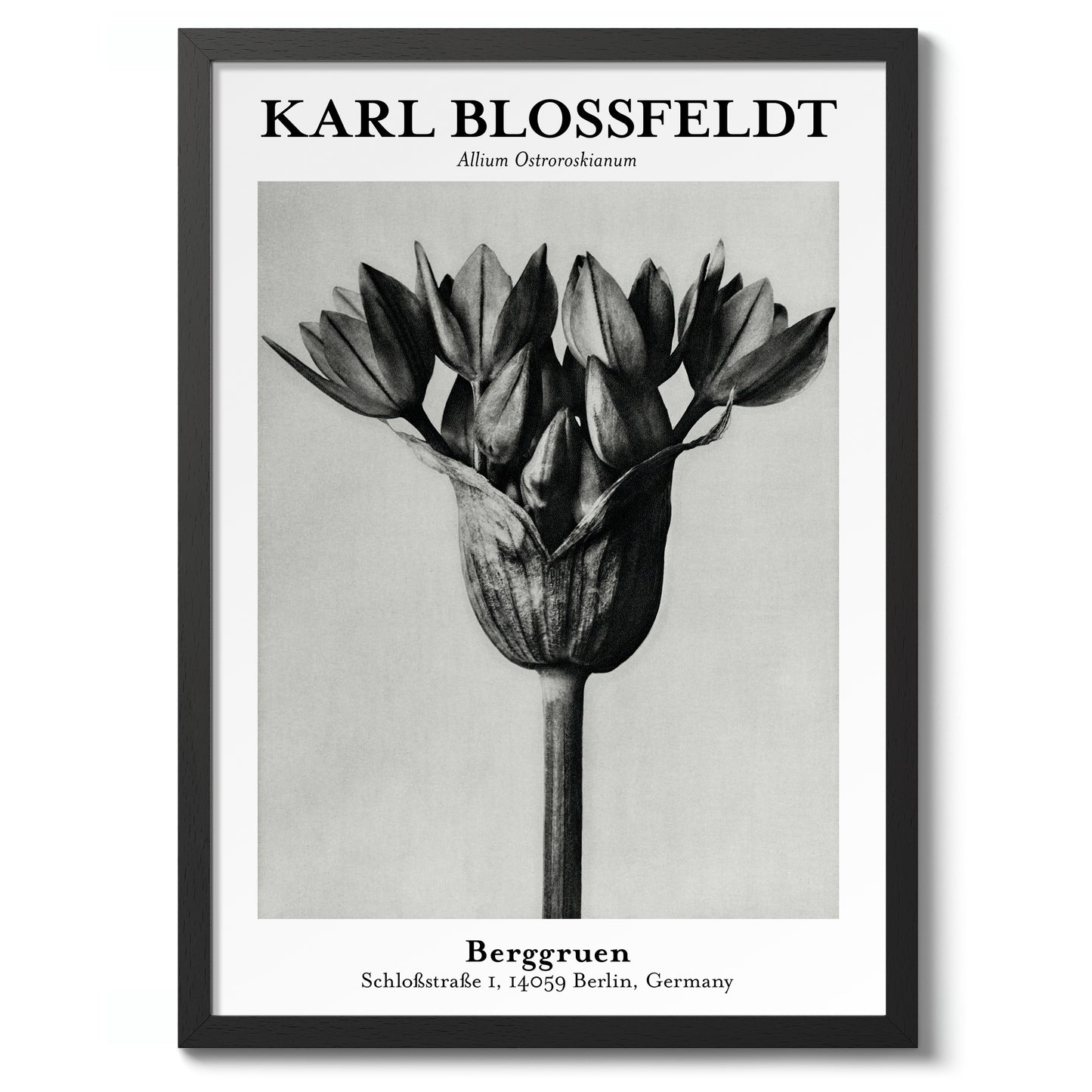 Allium Ostroroskianum