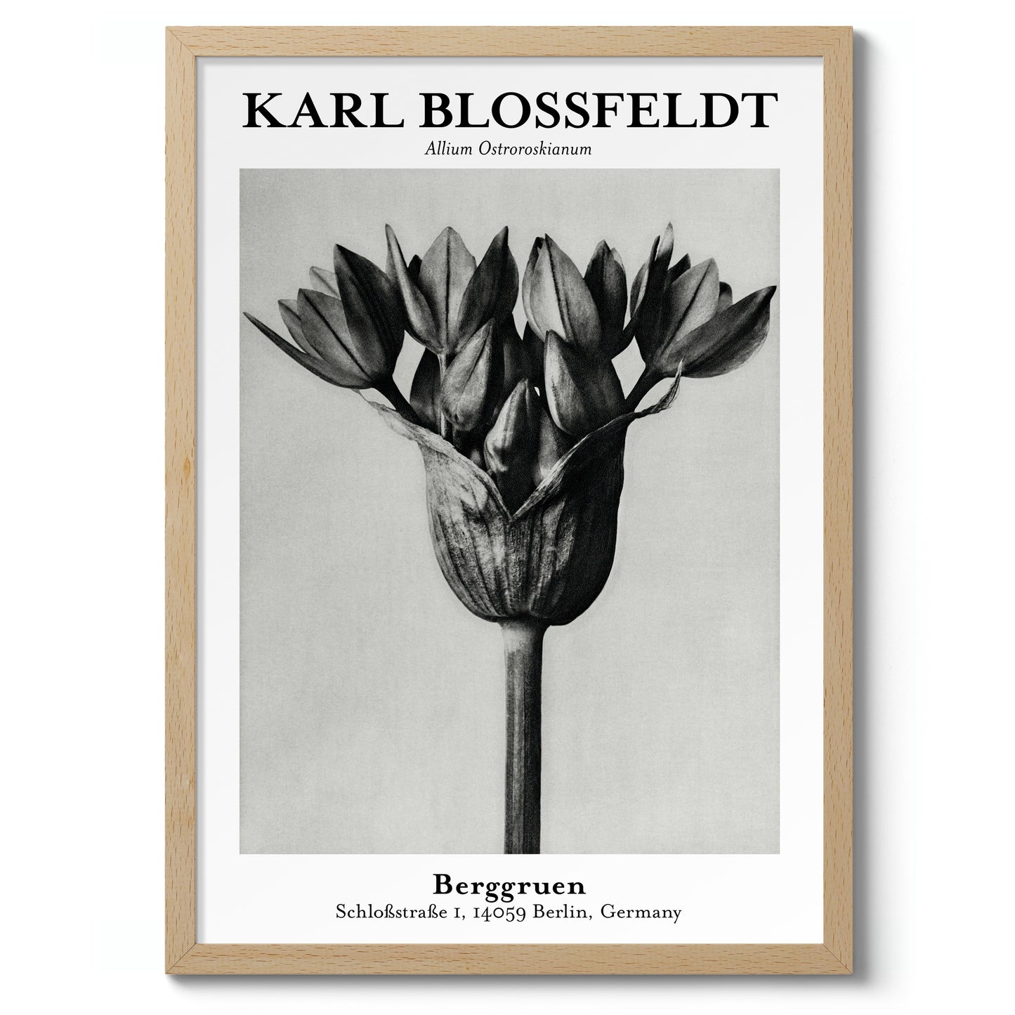 Allium Ostroroskianum