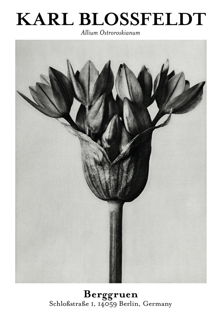 Allium Ostroroskianum - Print Only frame