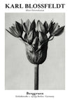 Allium Ostroroskianum print