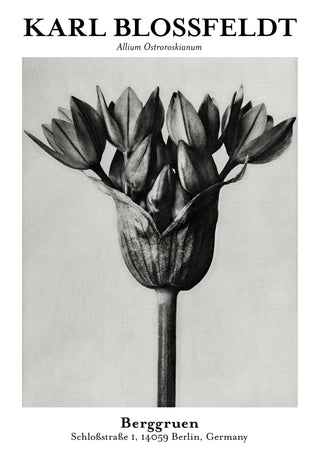 Allium Ostroroskianum print