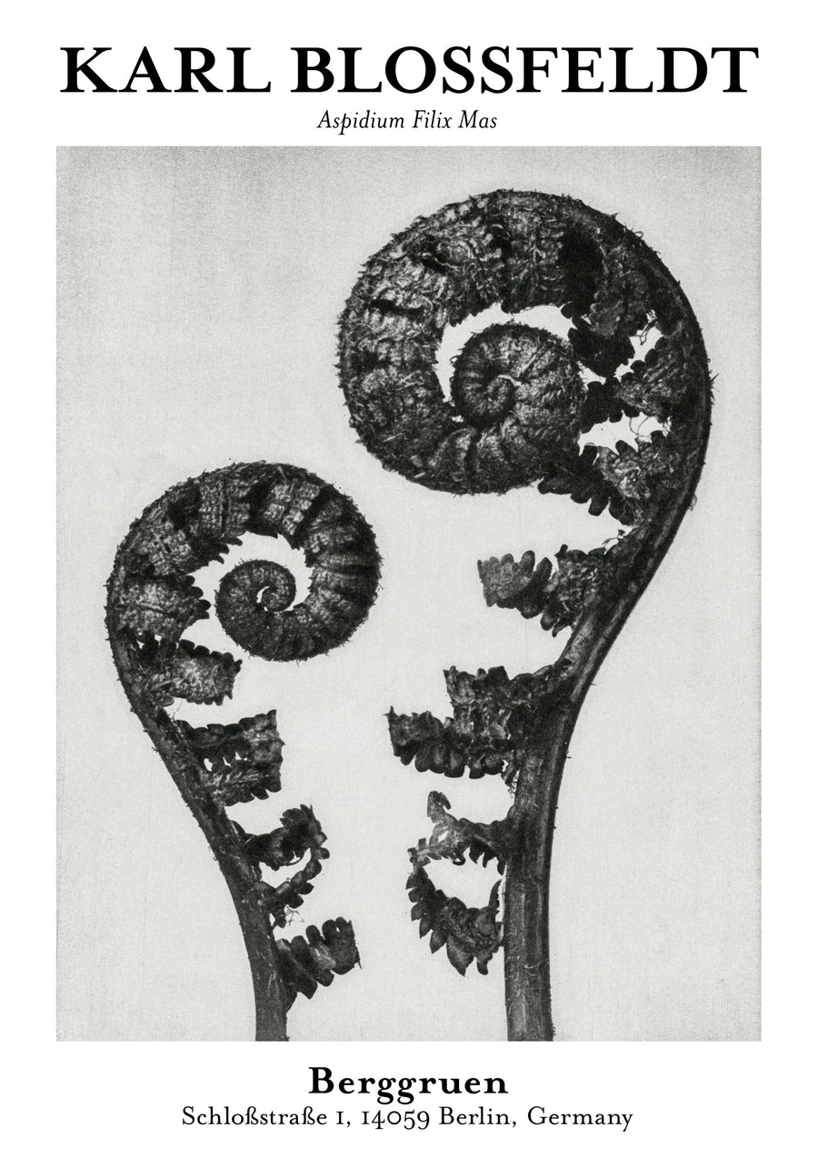 Aspidium Filix Mas - Print Only frame