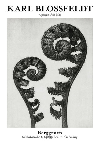 Aspidium Filix Mas print