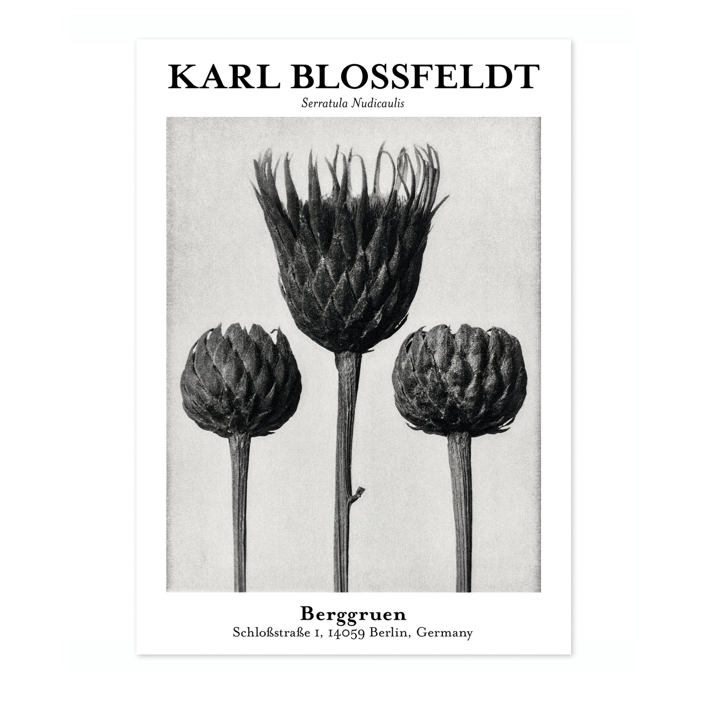 Serratula Nudicaulis