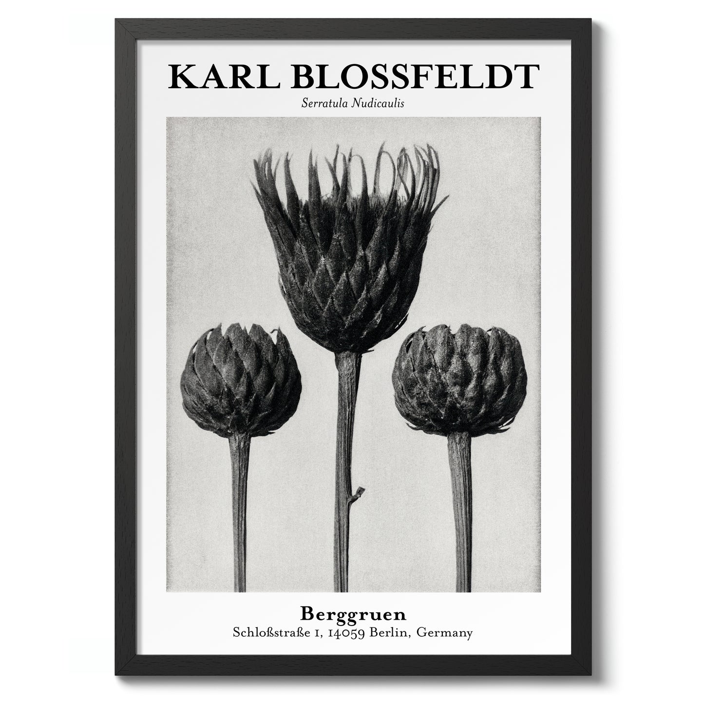 Serratula Nudicaulis