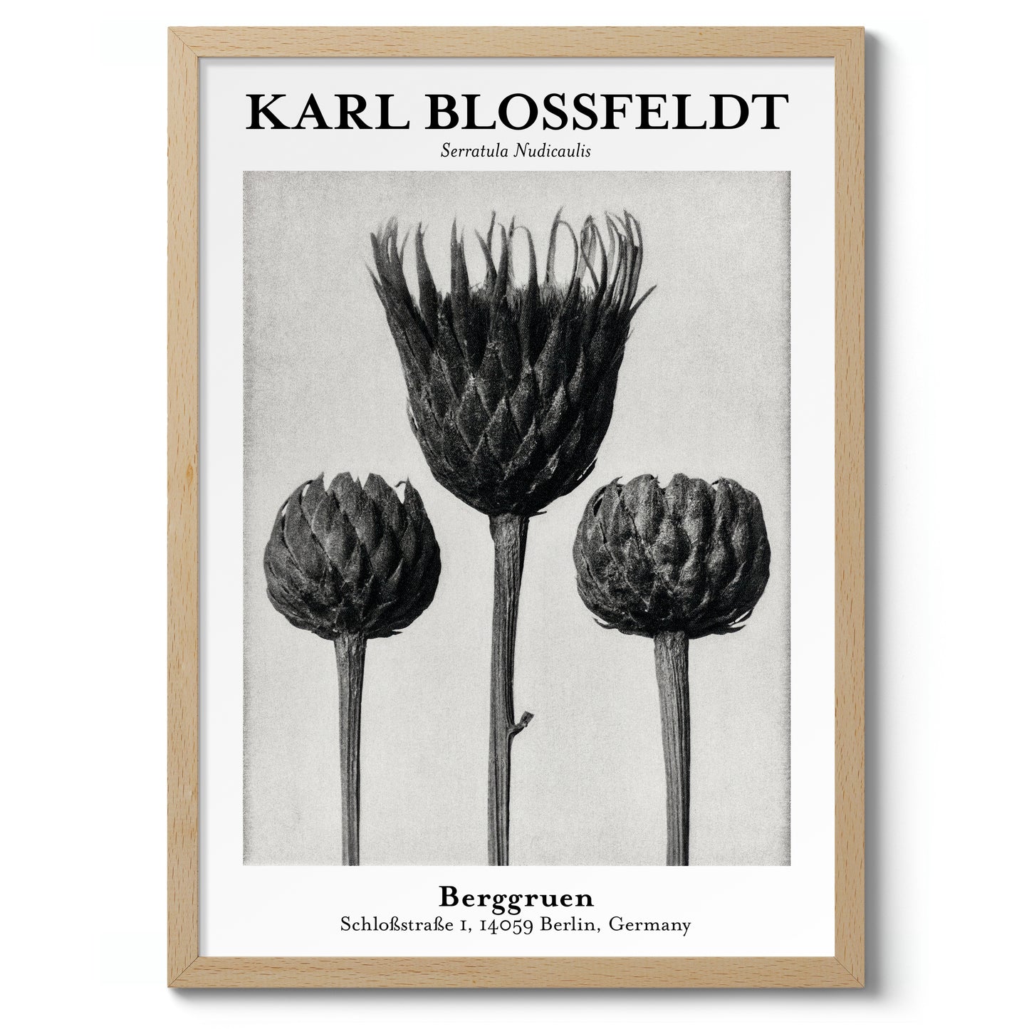 Serratula Nudicaulis