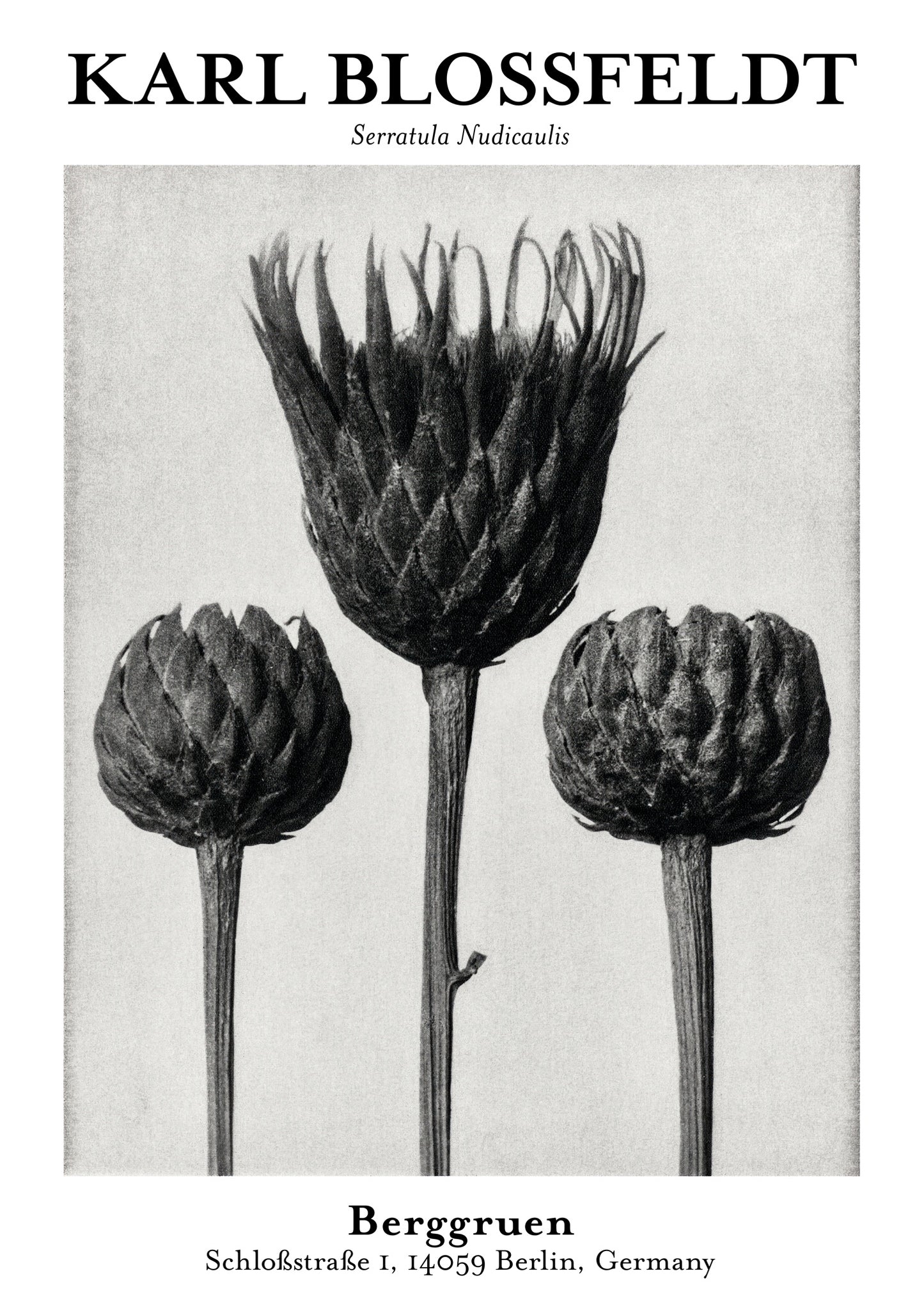 Serratula Nudicaulis