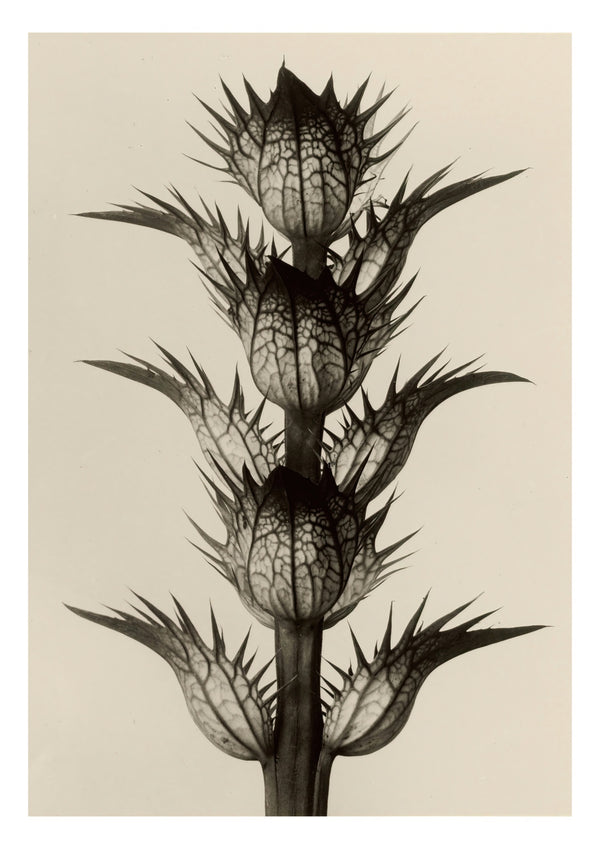 Acanthus Mollis