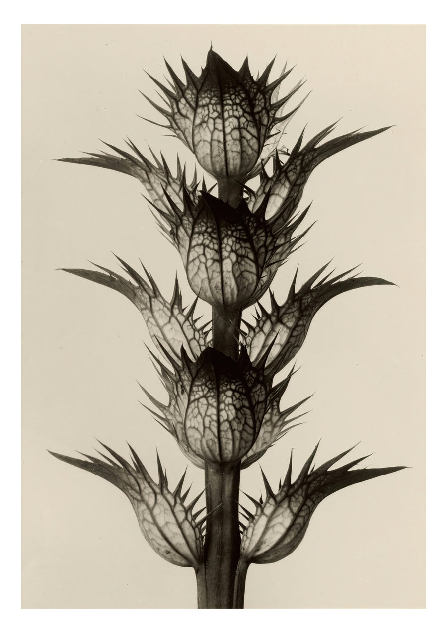 Acanthus Mollis - Print Only frame