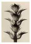 Acanthus Mollis print