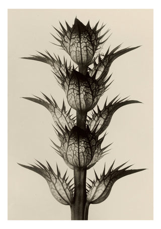 Acanthus Mollis print