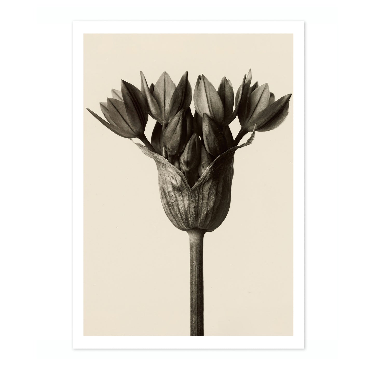 Allium Ostrowskianum