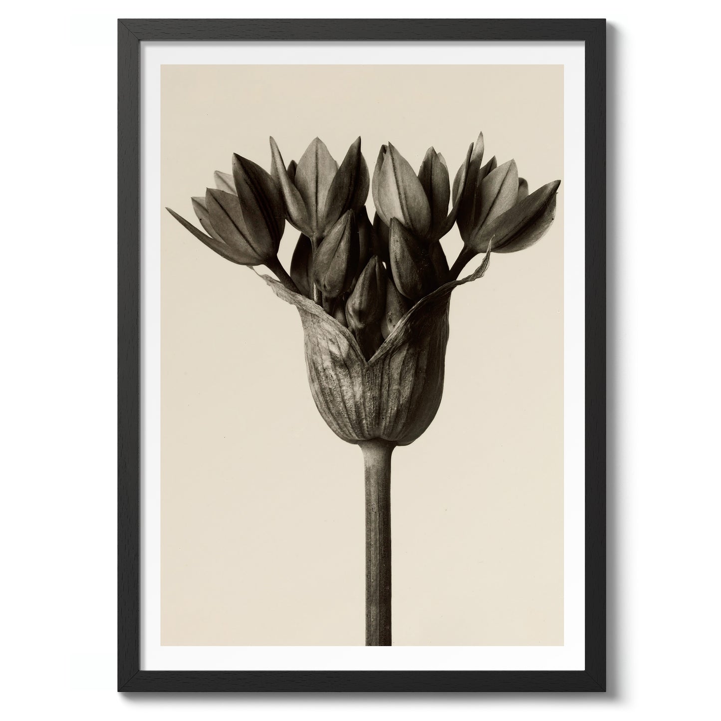 Allium Ostrowskianum