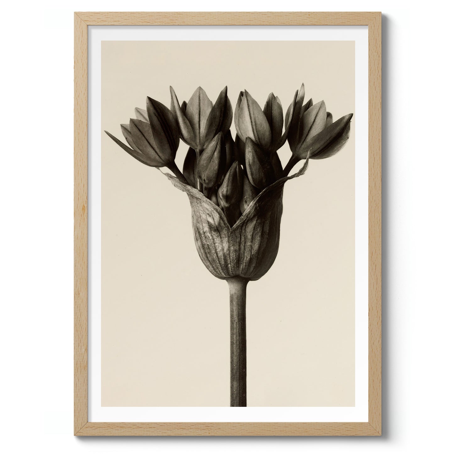 Allium Ostrowskianum