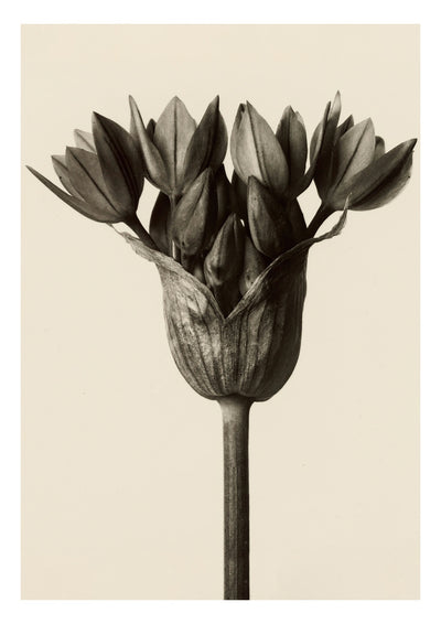 Allium Ostrowskianum