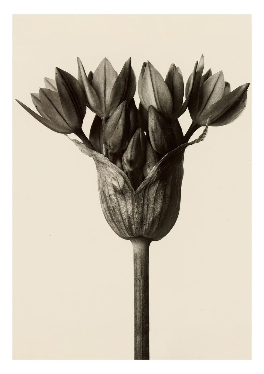 Allium Ostrowskianum - Print Only frame