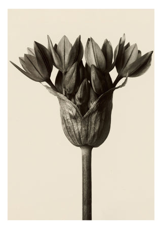 Allium Ostrowskianum print