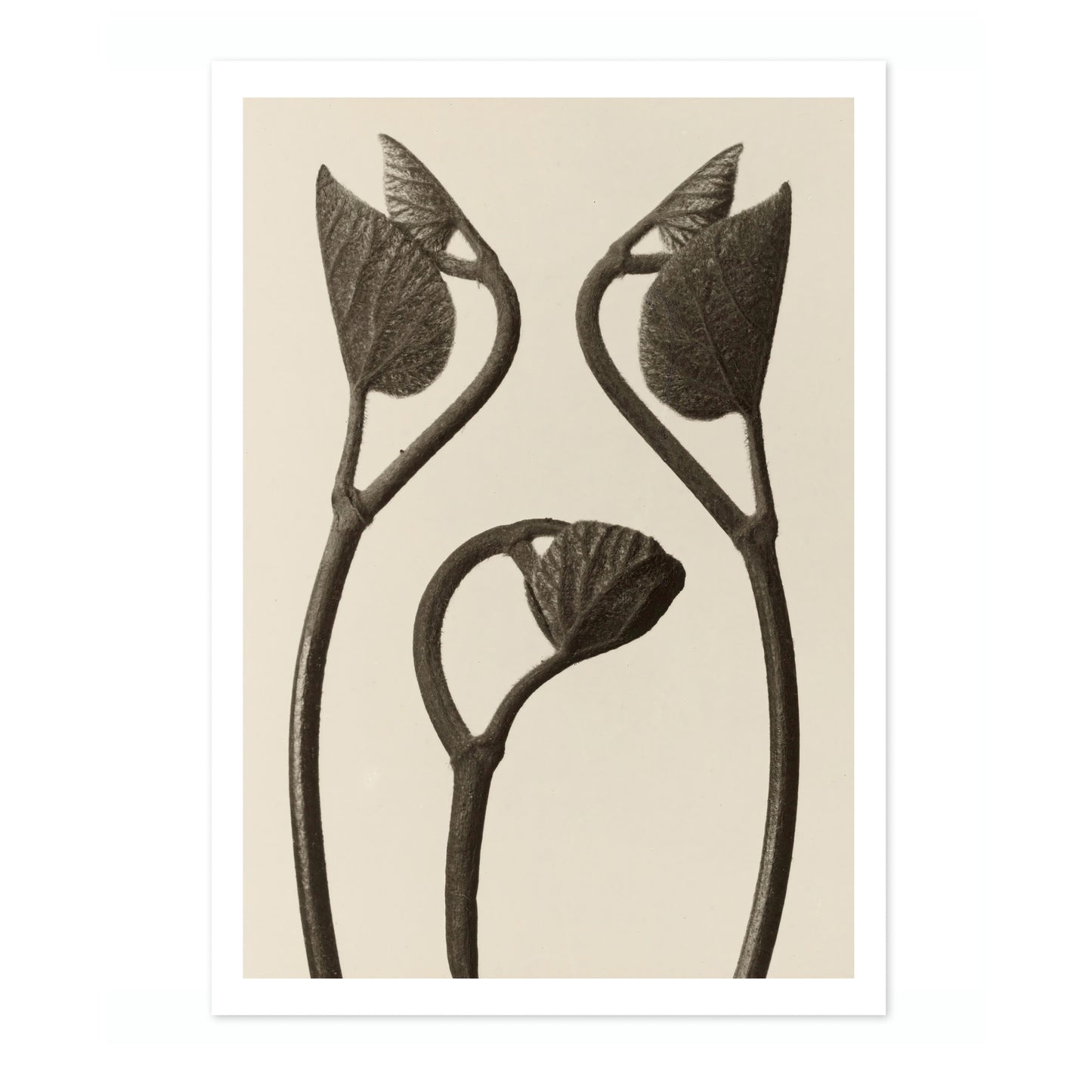 Tiges et feuilles d'Aristoloche