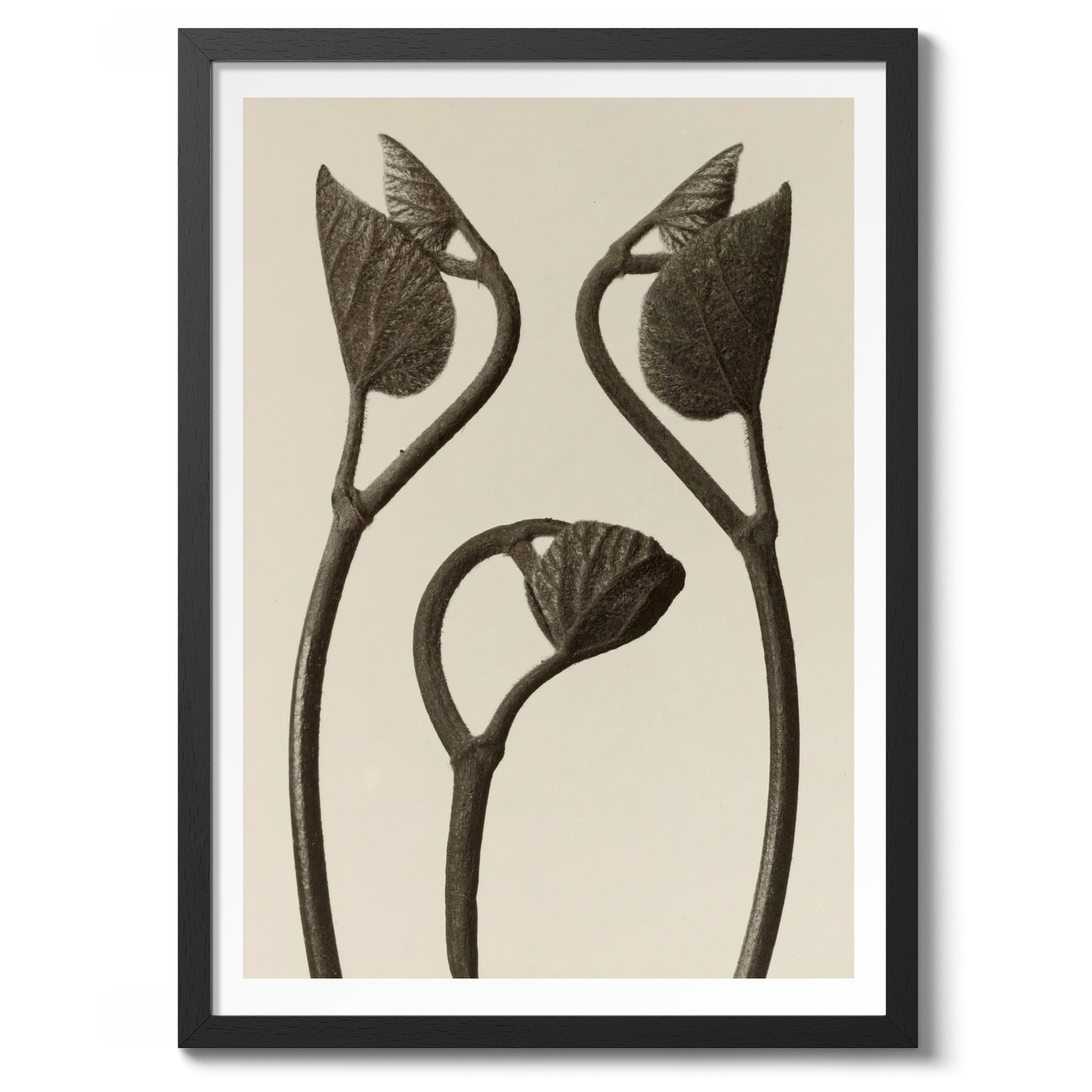 Tiges et feuilles d'Aristoloche