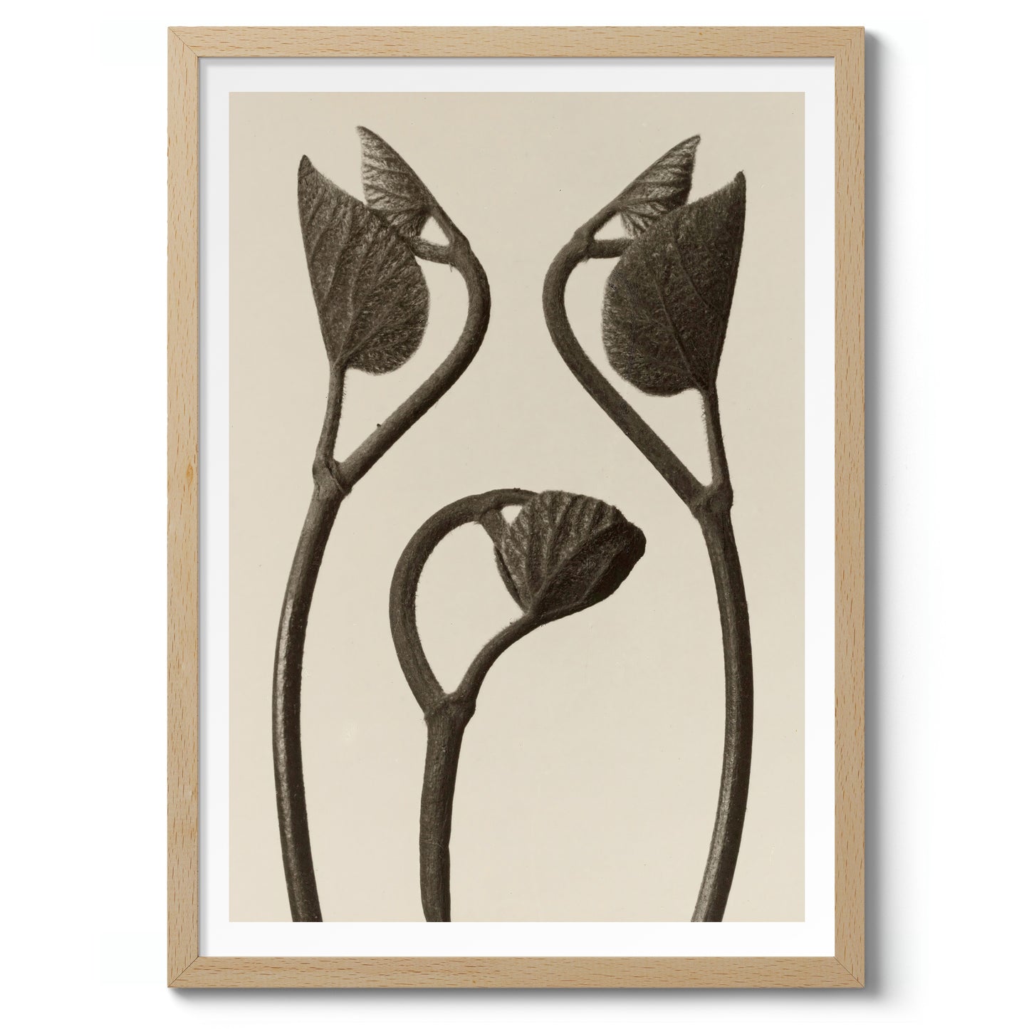 Tiges et feuilles d'Aristoloche