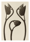 Aristolochia stjälkar och blad print