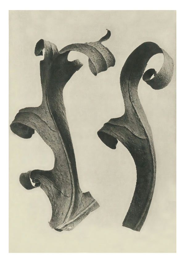 Plantstudie 11