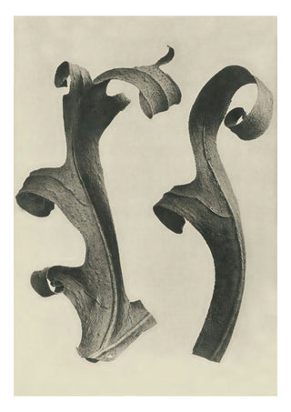 Plantstudie 11 print