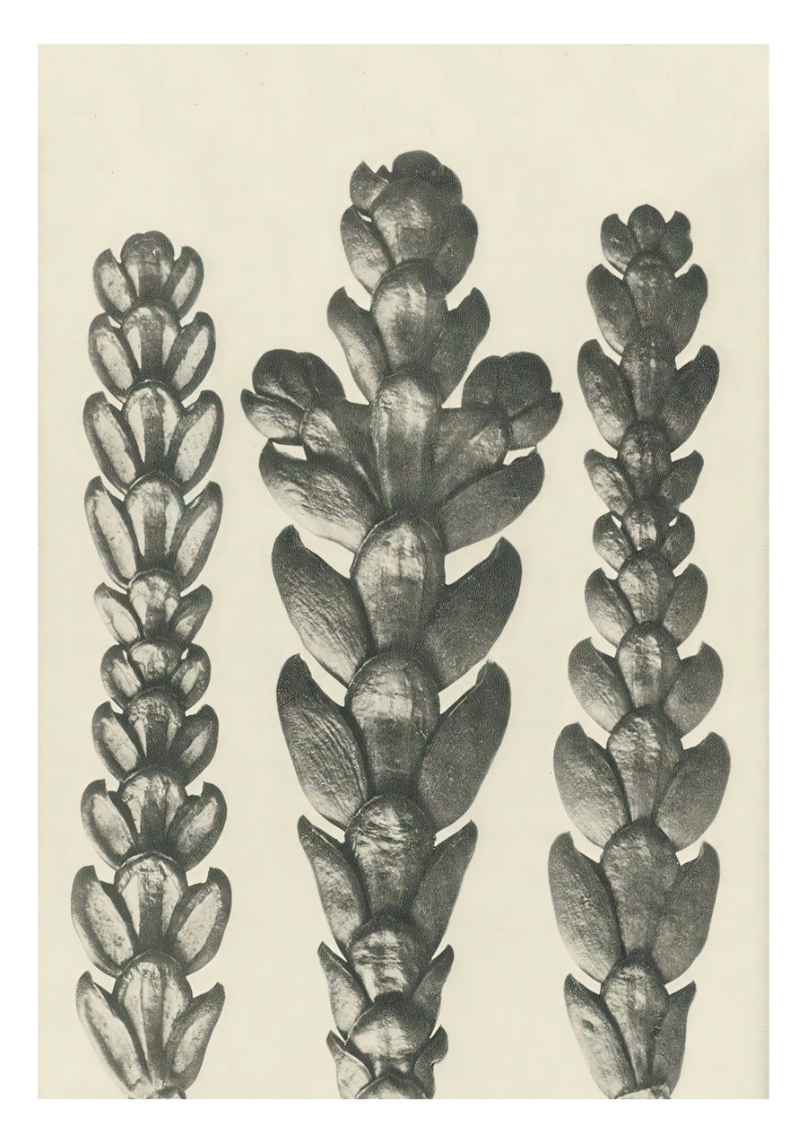 Plantstudie 12 - Print Only frame