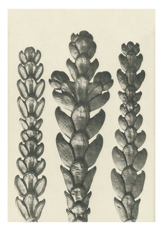 Planta studie 12 print