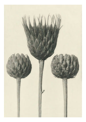 Plantstudie 13