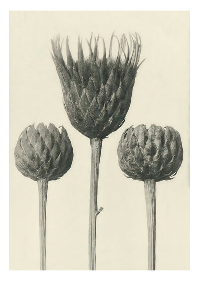 Plantstudie 13