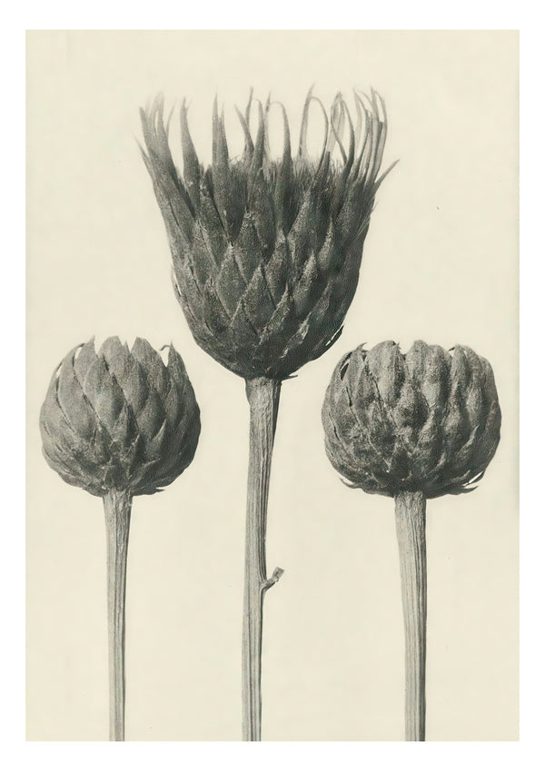 Plantstudie 13