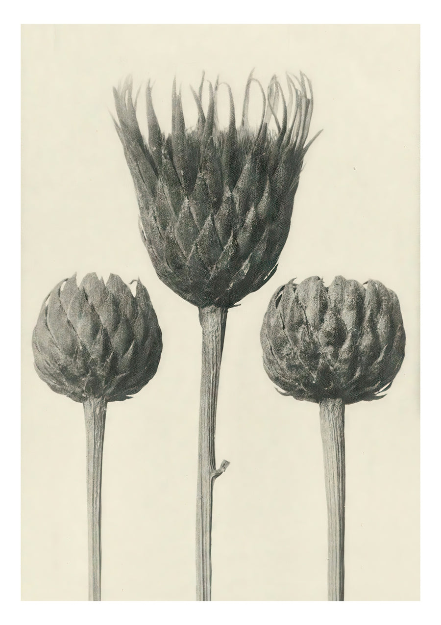 Plantstudie 13 - Print Only frame
