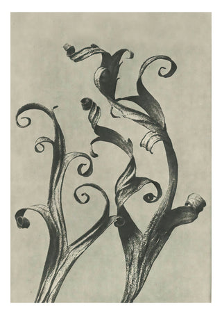 Plantstudie 14 print