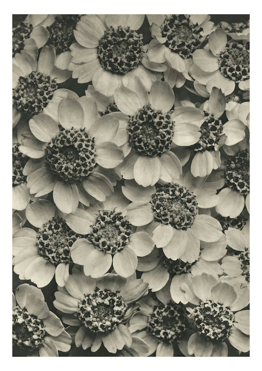 Plantstudie 15 - Print Only frame