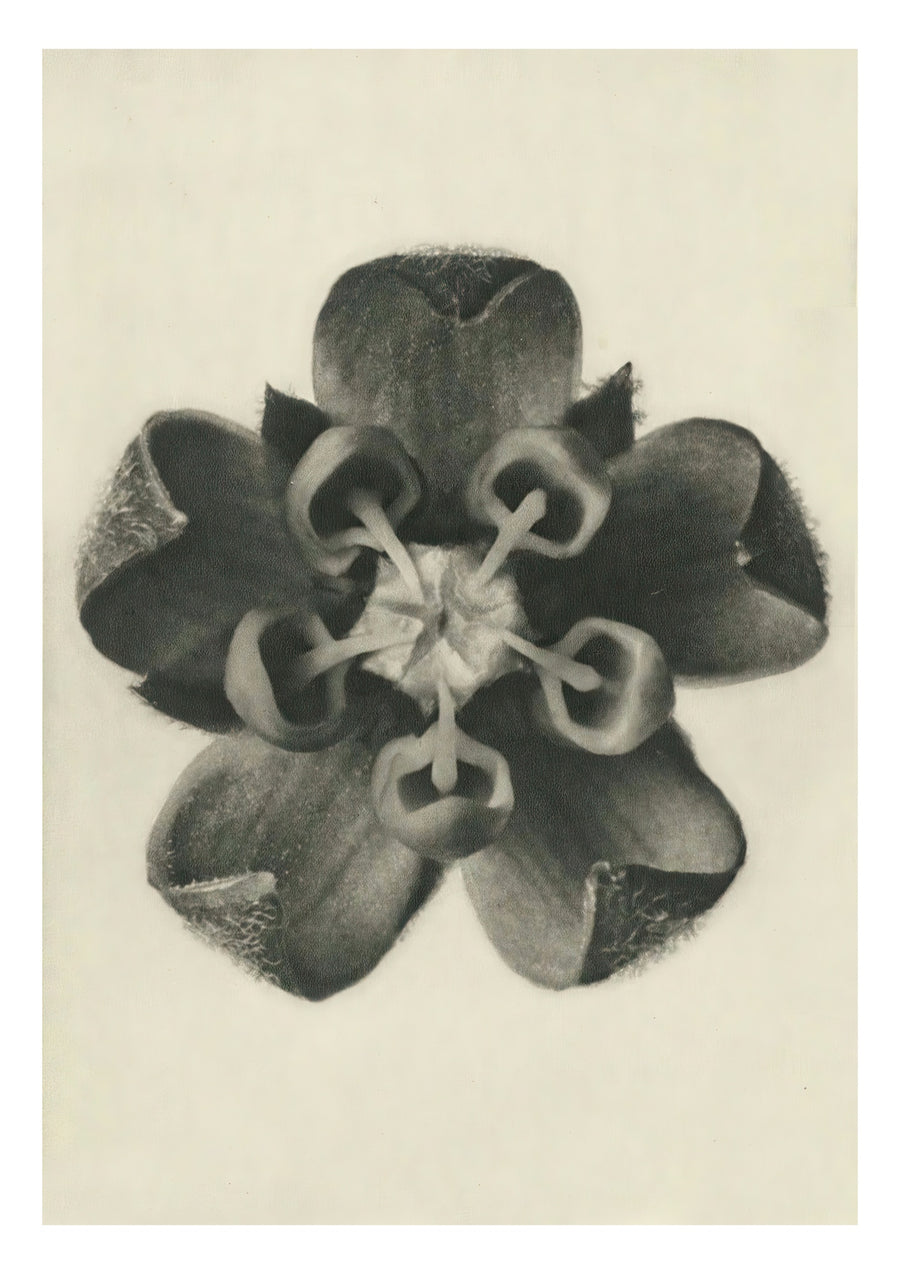 Plantstudie 16 - Print Only frame