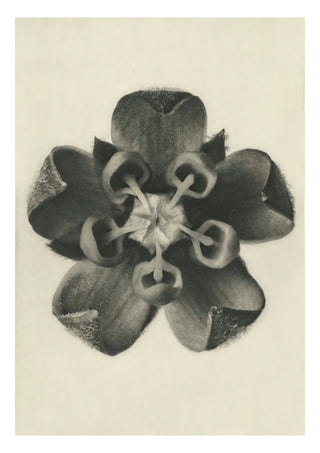 Plantstudie 16 print