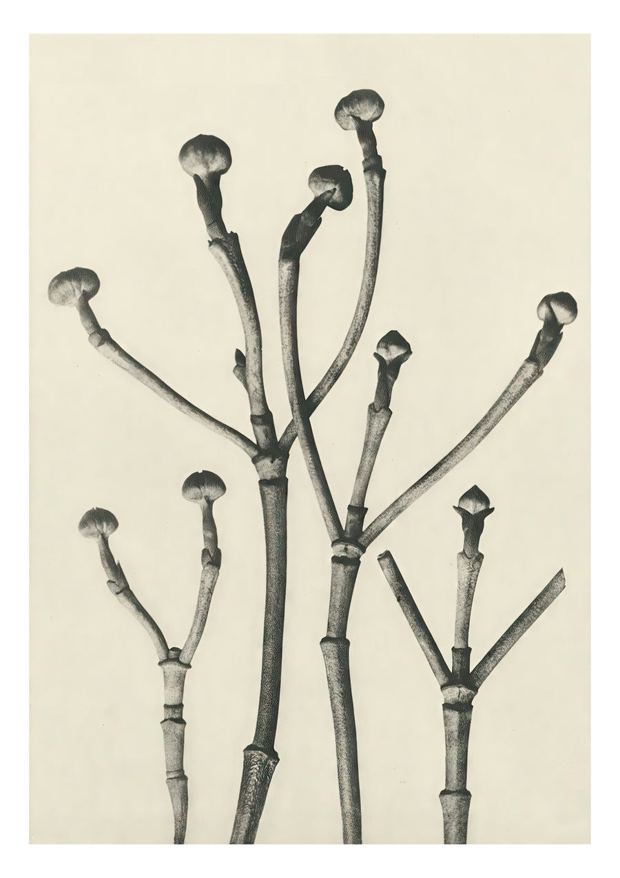 Plantstudie 17 - Print Only frame