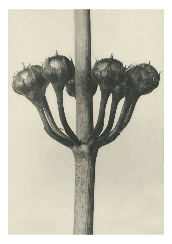 Plantstudie 2